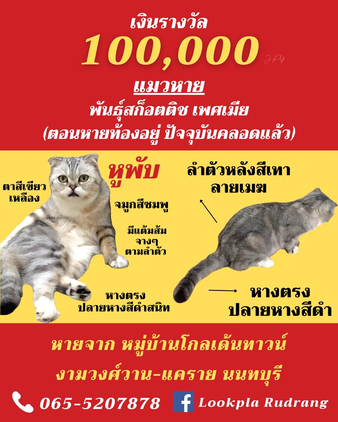สาวไม่ท้อ ประกาศตามหาแมว เจอจ่าย 1 แสน แม้ผ่านไป 2 เดือนยังไร้วี่แวว สาวไม่ท้อ ประกาศตามหาแมว เจอจ่าย 1 แสน แม้ผ่านไป 2 เดือนยังไร้วี่แวว