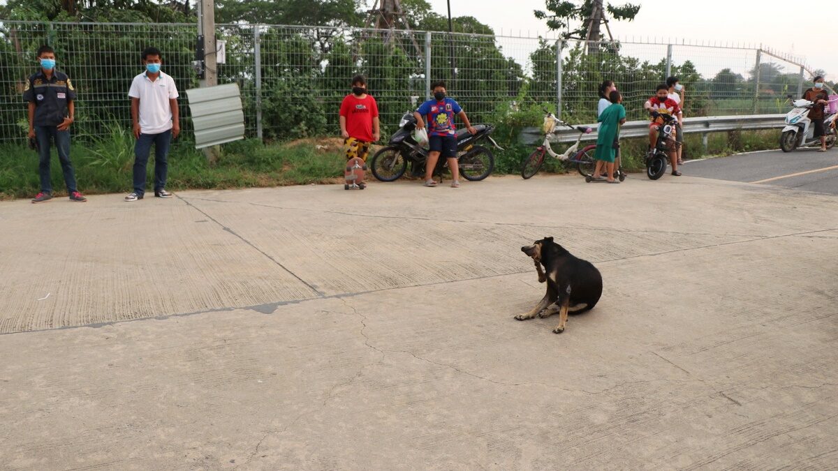 สภาพน่าเวทนา กู้ภัยช่วยตูบจรจัดหัวติดกระป๋องหลายวันหิวโซ ไม่ช่วยไม่รอดแน่