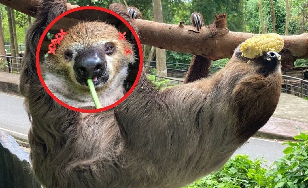 สวนสัตว์เขาเขียว ชวนชม สล็อต คุณแฟลช สัตว์เชื่องช้า น่ารัก กินไปหลับไป