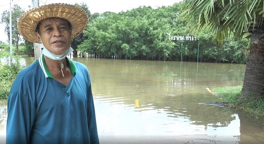 โคราช น้ำมูลเอ่อท่วม ไทรงามยักษ์ 200 ปี จุดเช็คอินขึ้นชื่อ