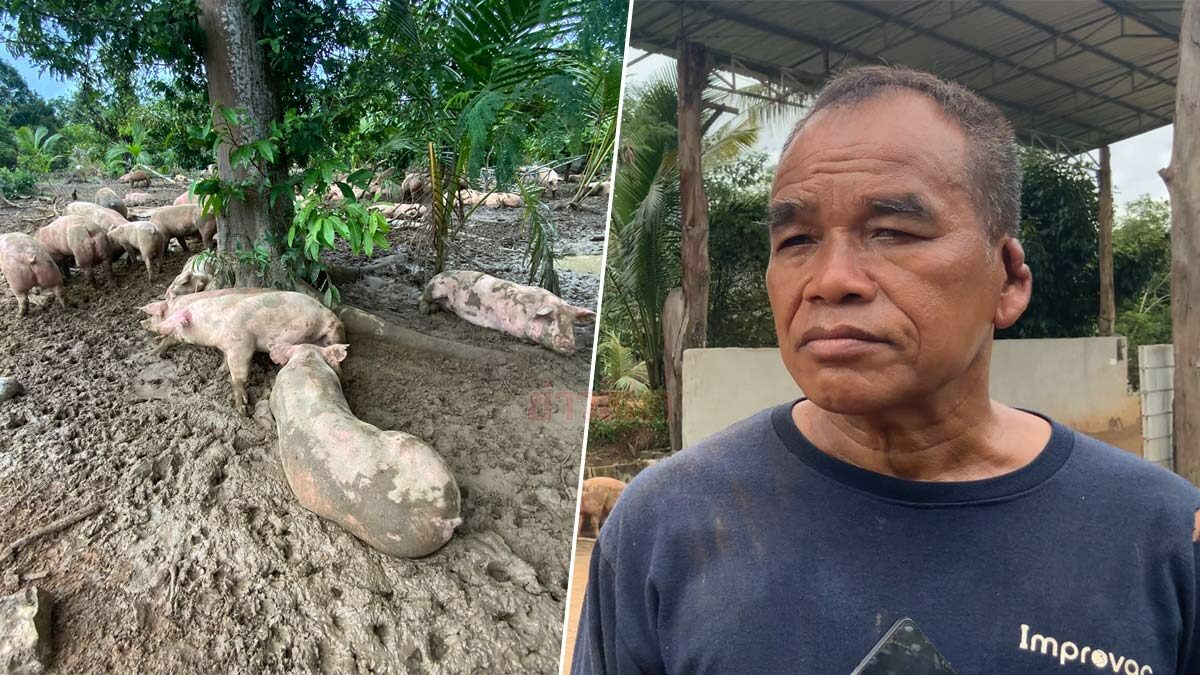 เจ้าของฟาร์มจำใจ ขายหมูคืนบริษัทกว่าพันตัว เหตุบอบช้ำเพราะน้ำท่วม - ข่าวสด