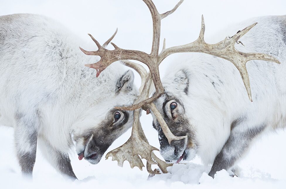 Reindeer
