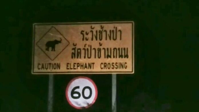 ช้างป่า