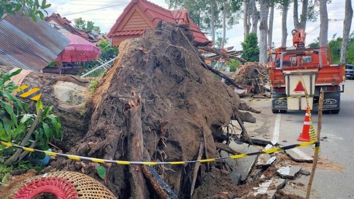 ต้นยางนา