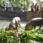 2ขวบแล้ว! "หมูตุ๋น" ฮิปโปแคระ เซเลบดังสวนสัตว์เปิดเขาเขียว แฟนคลับ-นักท่องเที่ยว ร่วมฉลองวันเกิด