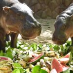 2ขวบแล้ว! "หมูตุ๋น" ฮิปโปแคระ เซเลบดังสวนสัตว์เปิดเขาเขียว แฟนคลับ-นักท่องเที่ยว ร่วมฉลองวันเกิด