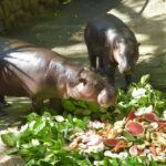 2ขวบแล้ว! "หมูตุ๋น" ฮิปโปแคระ เซเลบดังสวนสัตว์เปิดเขาเขียว แฟนคลับ-นักท่องเที่ยว ร่วมฉลองวันเกิด