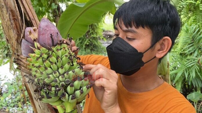 กล้วย