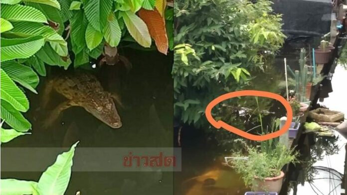 ่ไกรทอง