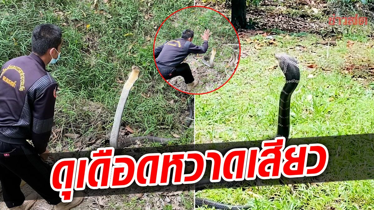 ชูคอแผ่แม่เบี้ยสูงเป็นเมตร! สิบเอกปะทะเดือดจงอางดุ ลุ้นระทึกไม่มีใครยอม ... ชูคอแผ่แม่เบี้ยสูงเป็นเมตร! สิบเอกปะทะเดือดจงอางดุ ลุ้นระทึกไม่มีใครยอม ...