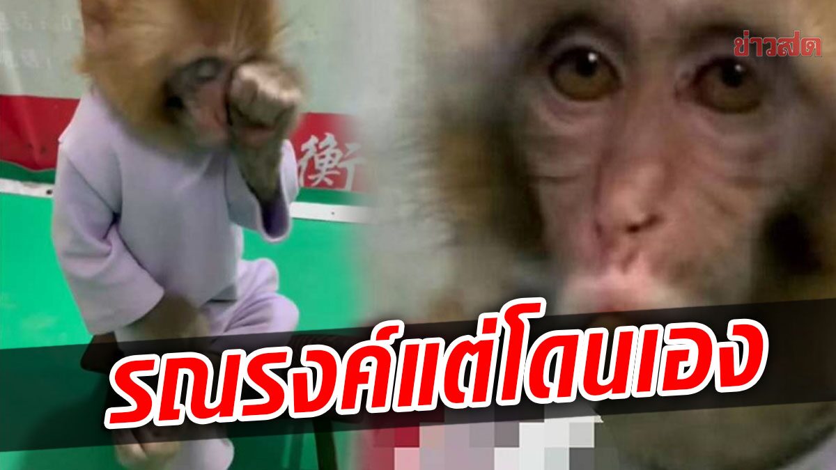 สวนสัตว์จีนจับลูกลิงมานั่งสูบบุหรี่ หวังทำคอนเทนต์รณรงค์ แต่โดนชาวเน็ตด่ายับ