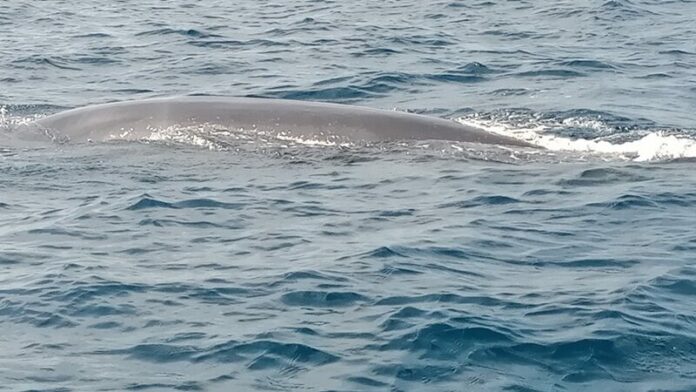 วาฬบูลด้า