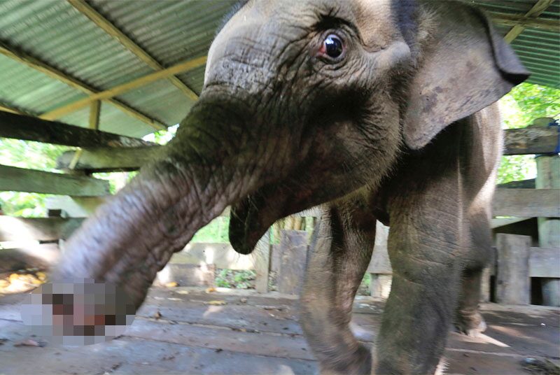 ลูกช้างสุมาตรา “โดนกับดับ”