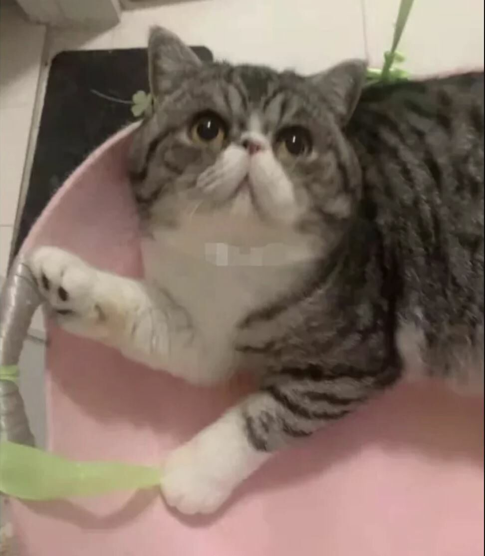 จีนขอโทษท่อนเหล็กฟาดสุนัขตายทุรน