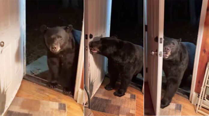 ปิดประตูด้วยค่ะคุณหมี 