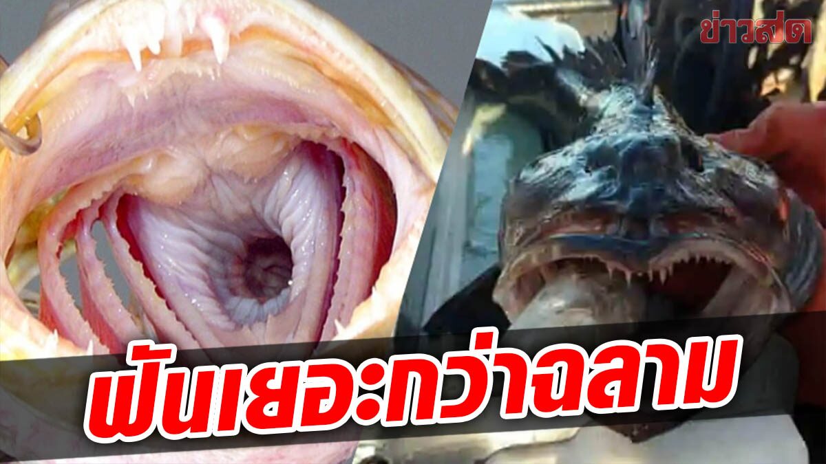 สุดสะพรึง! พบปลาประหลาด มีฟันแหลมคม 555 ซี่ โตเต็มวัยสูงสุด 1.5 เมตร
