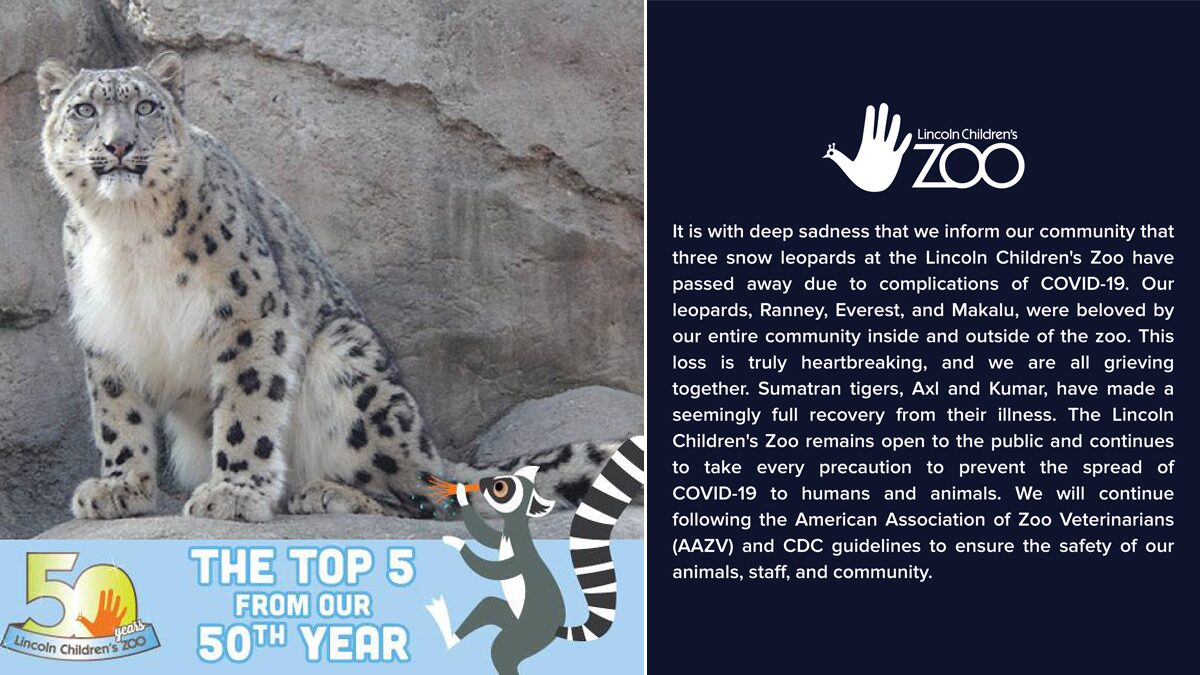3เสือดาวหิมะติดโควิดลาโลก สวนสัตว์มะกันเศร้า-เผยเป็นขวัญใจผู้เข้าชม