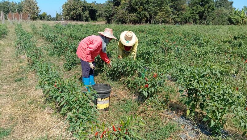 ชาวสวนเฮ! พริกแพง ราคารับซื้อหน้าสวนพุ่ง กิโลกรัมละ 130 บาท - ข่าวสด