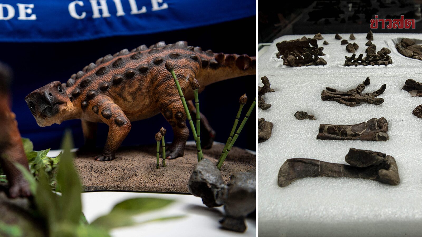 นักวิจัยชิลีตะลึง พบไดโนเสาร์หุ้มเกราะสายพันธุ์ใหม่ มีหางสูงโดดเด่น