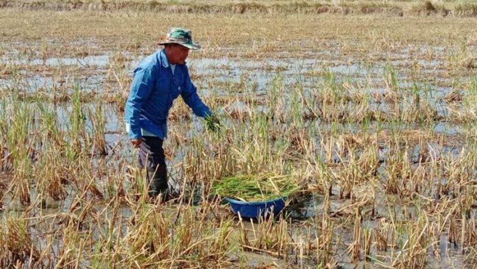 ฟางแพง