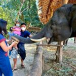 ททท.ตาก ชวนสัมผัส บ้านเพราะช้าง ชม วิถีคน-วิถีช้าง อยู่ร่วมกันผูกพันดั่งสายเลือด