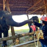 ททท.ตาก ชวนสัมผัส บ้านเพราะช้าง ชม วิถีคน-วิถีช้าง อยู่ร่วมกันผูกพันดั่งสายเลือด