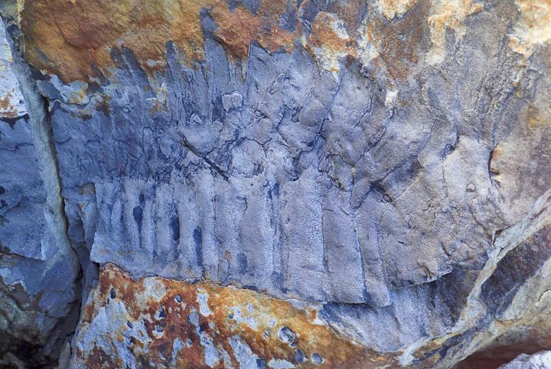 “กิ้งกือยักษ์” ใหญ่สุด อายุ 326 ล้านปี-ยาว 2.7 เมตร
