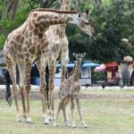 สวนสัตว์เปิดเขาเขียว ชวนชมสมาชิกใหม่ "ลูกยีราฟ" พร้อมรับสัญลักษณ์ SHA Plus สร้างความมั่นใจ นทท.