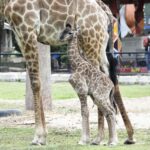 สวนสัตว์เปิดเขาเขียว ชวนชมสมาชิกใหม่ "ลูกยีราฟ" พร้อมรับสัญลักษณ์ SHA Plus สร้างความมั่นใจ นทท.