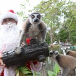 สวนสัตว์เปิดเขาเขียว ส่งมอบความสุขให้สัตว์ป่า เทศกาลแห่งความสุข 'Merry Christmas'