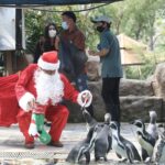 สวนสัตว์เปิดเขาเขียว ส่งมอบความสุขให้สัตว์ป่า เทศกาลแห่งความสุข 'Merry Christmas'