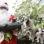 สวนสัตว์เปิดเขาเขียว ส่งมอบความสุขให้สัตว์ป่า เทศกาลแห่งความสุข 'Merry Christmas'