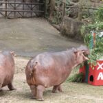 สวนสัตว์เปิดเขาเขียว ส่งมอบความสุขให้สัตว์ป่า เทศกาลแห่งความสุข 'Merry Christmas'