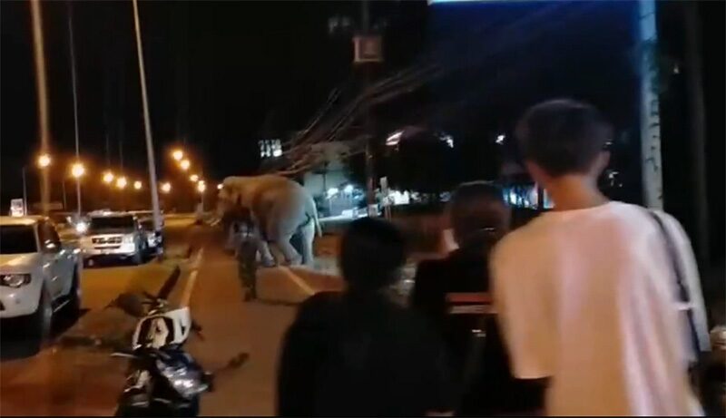 พลายสาริกา 