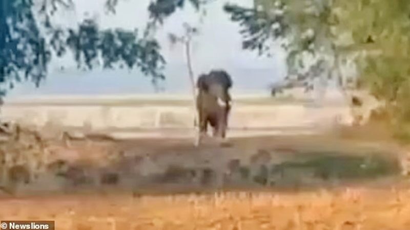 ระทึกหนุ่มวิ่งหนี “ช้างป่า”