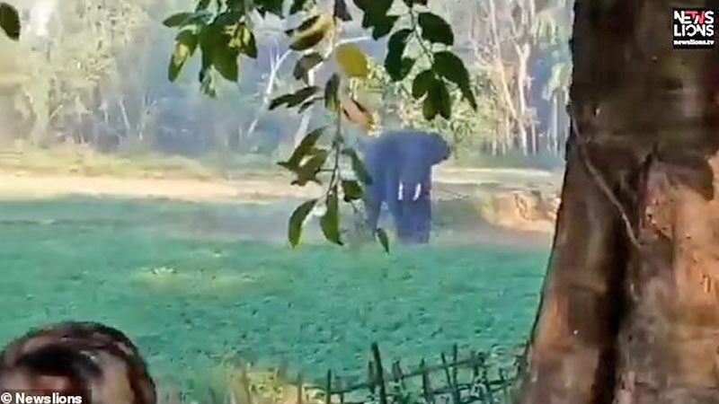 ระทึกหนุ่มวิ่งหนี “ช้างป่า”