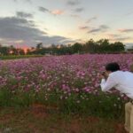 มหา'ลัยขอนแก่น เปิดทุ่งกันหัน ชวน นทท.เบิ่ง ทานตะวัน-ดาวกระจาย-คอสมอส บานสะพรั่งรับลมหนาว ช่วงปีใหม่