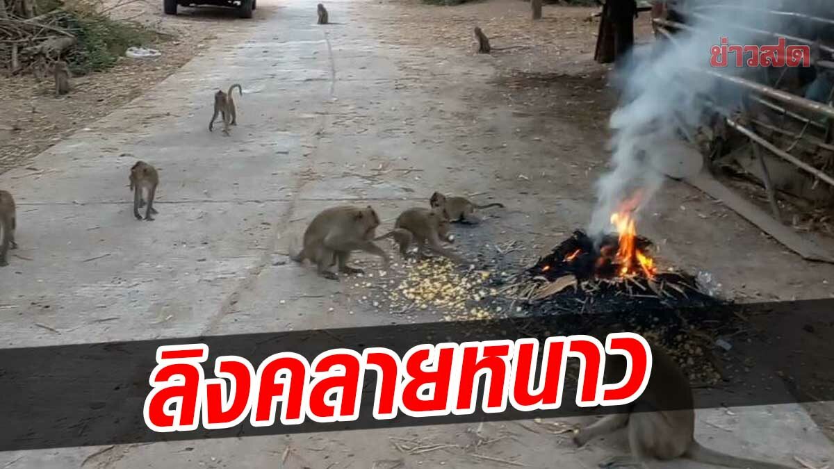 ลิงหนาว ชาวบ้านยโสธรจุดไฟให้ผิง ให้ร่างกายอบอุ่น วอนช่วยกว่าพันตัวขาดแคลนอาหาร
