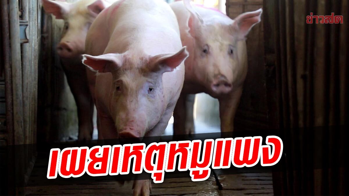 ผจก.ฟาร์มเผย เหตุหมูแพง ทำวงจรผลิตหมูลด ฟาร์มไม่กล้าเสี่ยงซื้อแม่พันธุ์ ... ผจก.ฟาร์มเผย เหตุหมูแพง ทำวงจรผลิตหมูลด ฟาร์มไม่กล้าเสี่ยงซื้อแม่พันธุ์ ...