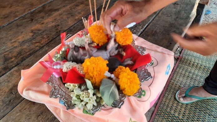 หวยหมู