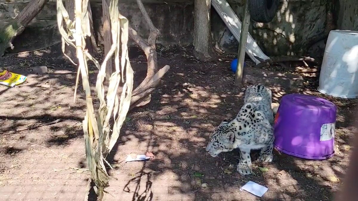 สวนสัตว์อเมริกันสูญเสีย "เสือดาวหิมะ" หลังติดโควิด-19 ปอดบวม
