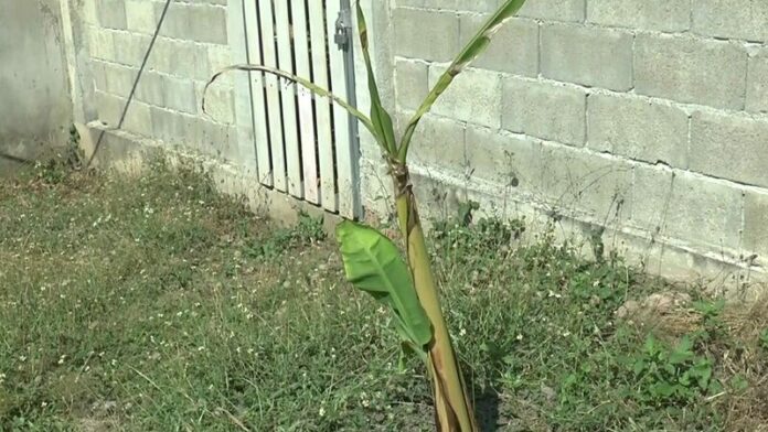 ตีเลข