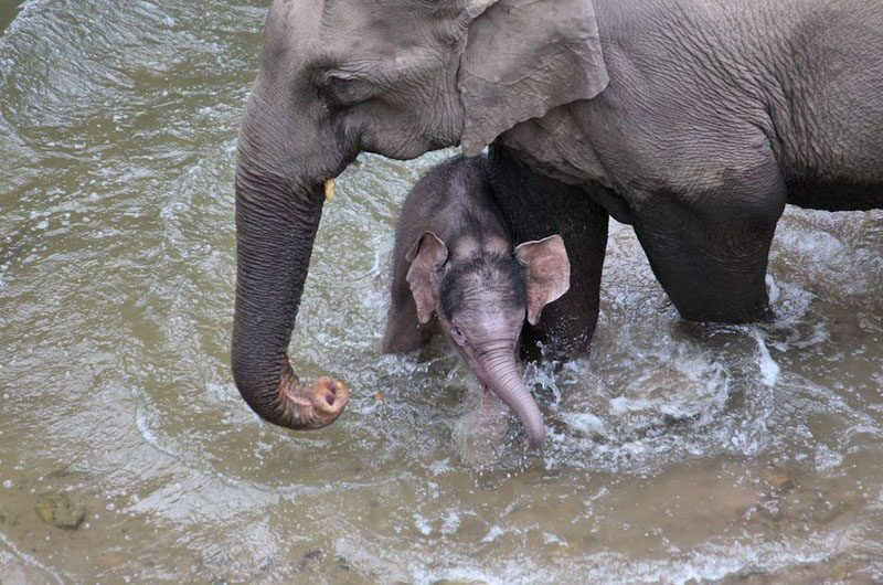 ยูนนานเฮพบ “ลูกช้างป่า”