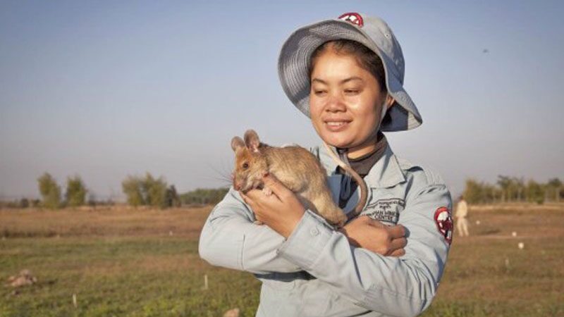 หนูฮีโร่ดมกับระเบิดในกัมพูชา ลาโลกกลับดาวหนูในวัย 8 ปี