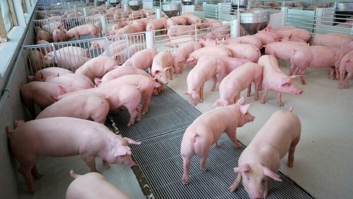หมูแพง