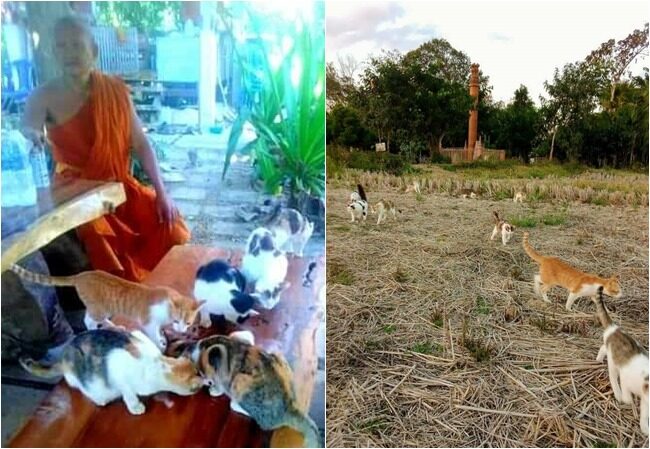 แมวเต็มวัด พระเลี้ยงไม่ไหว วอนผู้ใจบุญบริจาค อาหารแมว หรือรับไปเลี้ยง