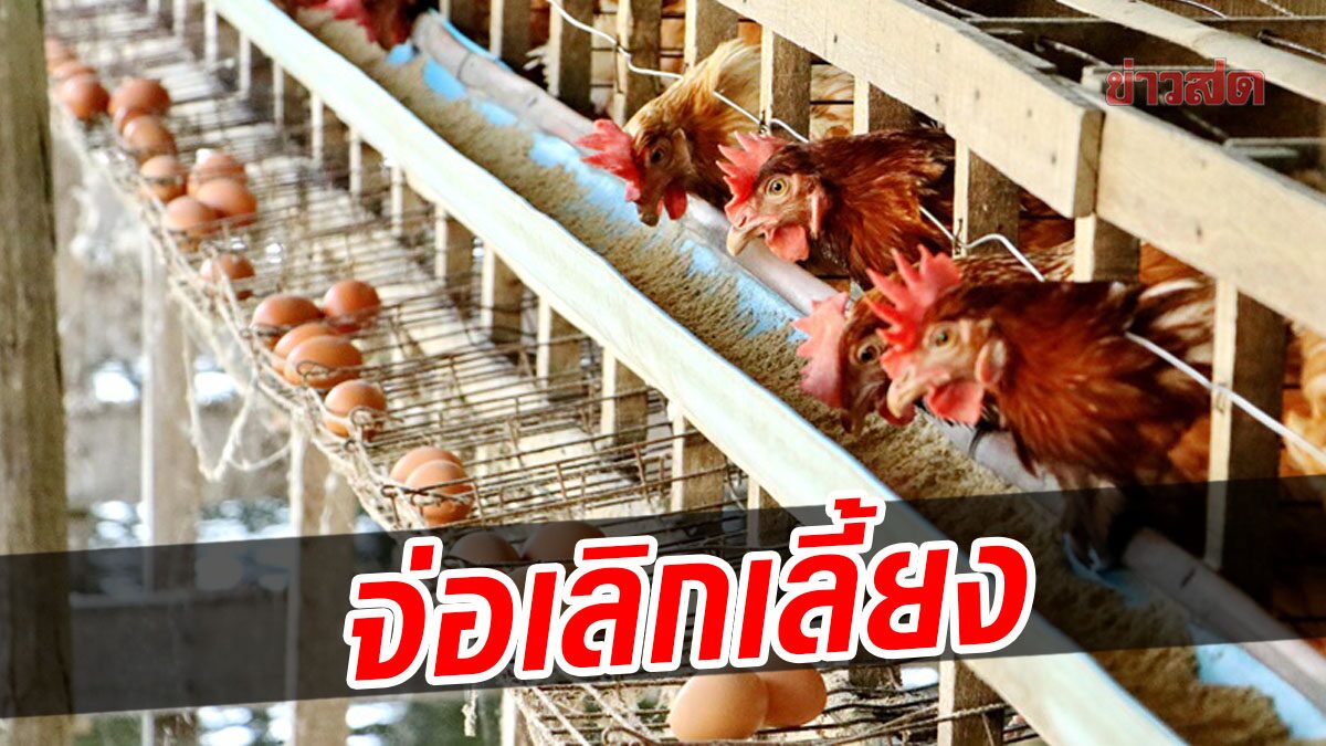 เกษตรกร ชี้ขยับราคาไข่ไก่เหมาะสมแล้ว หลังขาดทุนมานาน-อาหารแพง จ่อเลิกเลี้ยง