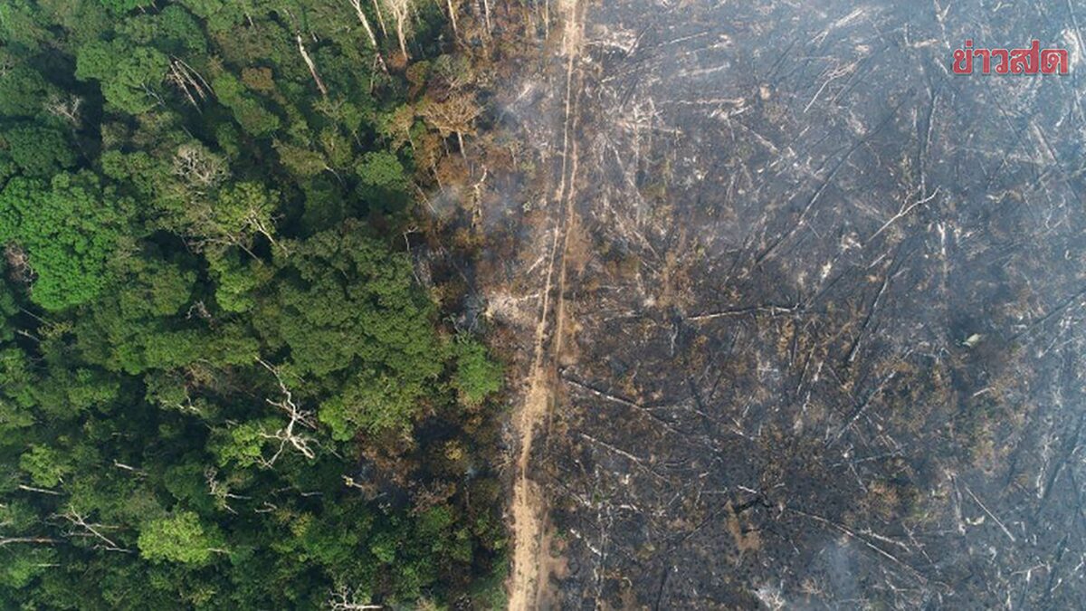บราซิลเผย ป่า แอมะซอน ถูกตัดทำลายเฉพาะเดือนม.ค.ปีนี้ 430 ตารางกิโลเมตร