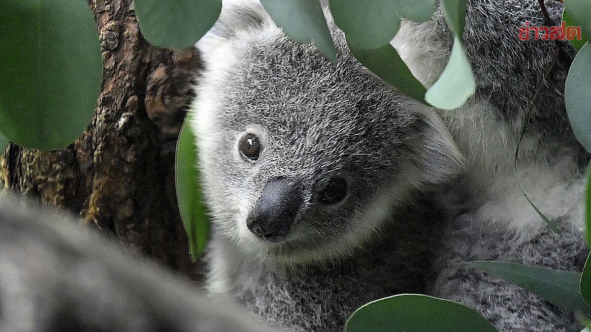 ออสเตรเลีย ขึ้นบัญชี โคอาลา มีสถานะเป็นสัตว์ ใกล้สูญพันธุ์