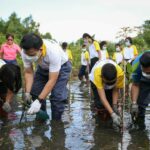 สิงห์อาสา-สถาบันวิทยาศาสตร์ทางทะเล-กองทัพเรือ ร่วมฟื้นป่าชายเลน จ.ชลบุรี